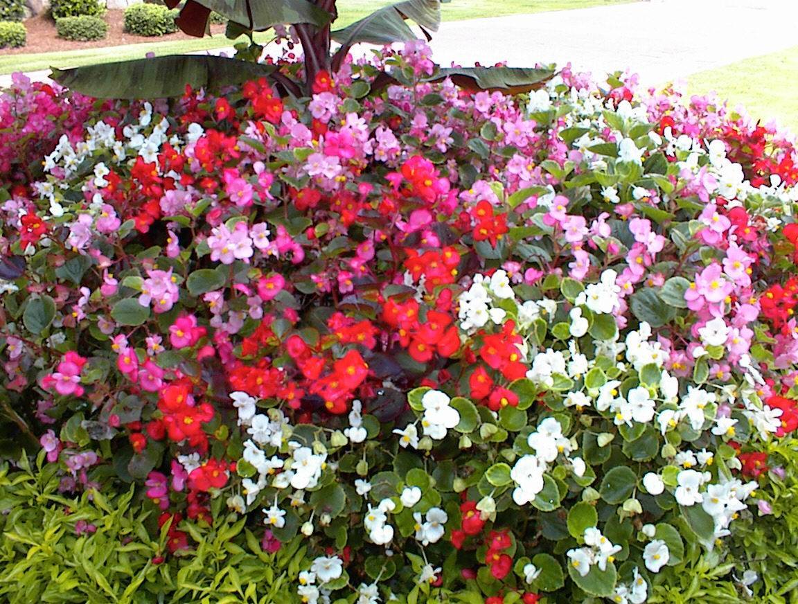Бальзамин садовый: посадка и уход, фото цветов на клумбе в ландшафтном дизайне