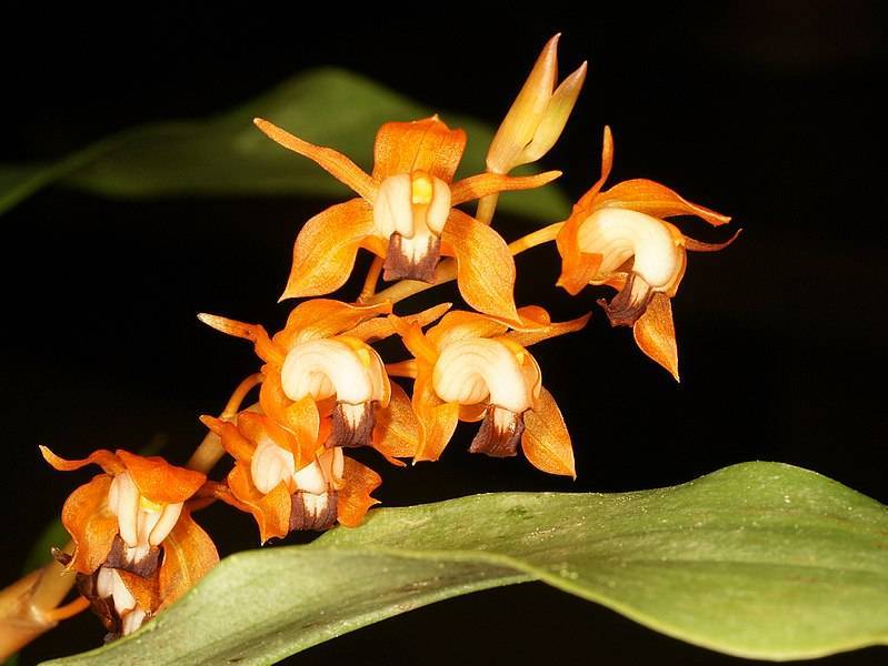 Орхидея целогина: уход в домашних условиях, посадка и пересадка