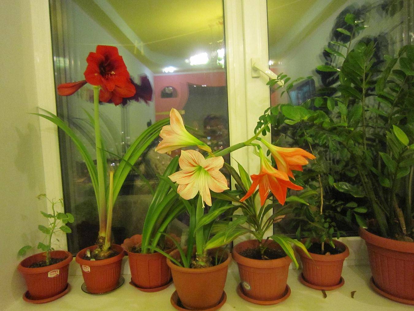 Почему не цветет гиппеаструм: как помочь растению