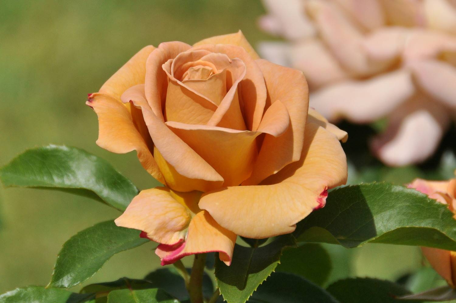 Самая красивая роза в мире, описание сортов цветка