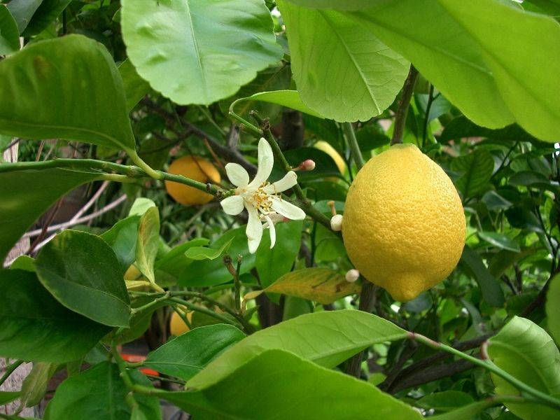 Цветки лимона: когда появляются в домашних условиях и почему может не быть, как заставить выпустить бутоны и что делать, если опадают или их нет, фото растения