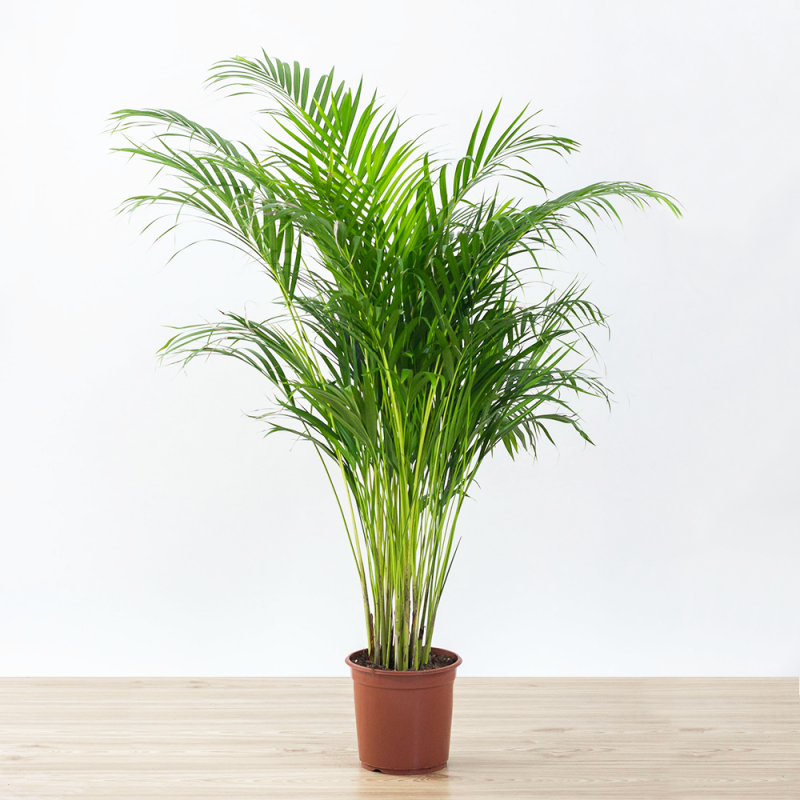 Пальма арека (хризалидокарпус) в домашних условиях: фото и правила ухода за растением