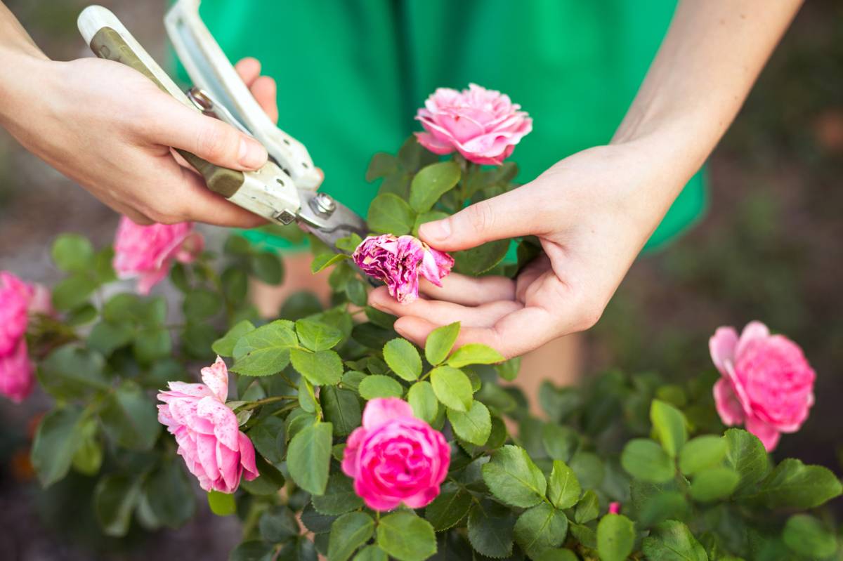 Как обрезать домашнюю розу в горшке после цветения