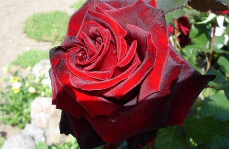 Как высаживать розу сорта «черная магия», советы опытных садоводов по уходу и подготовке растения к зиме