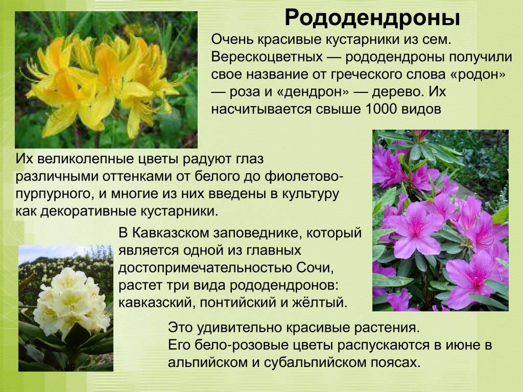 Рододендрон кавказский - где купить, сорта, выращивание и уход, фото