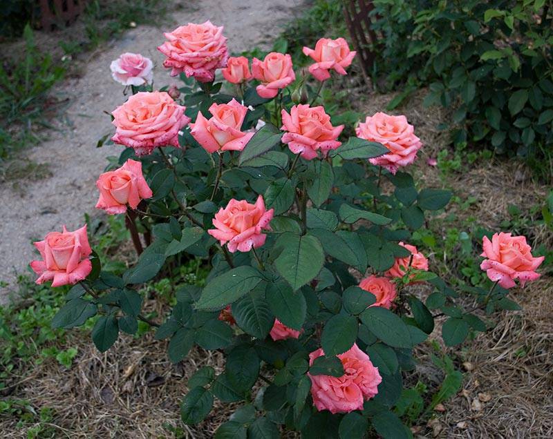 Роза бельведер фото и описание отзывы | мой сад и огород