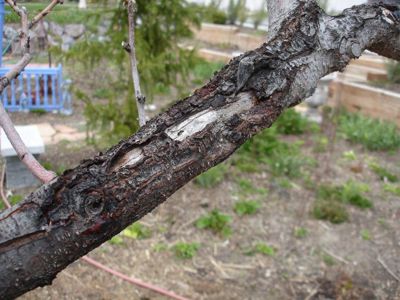 Болезни коры плодовых деревьев | лечение растрескивания