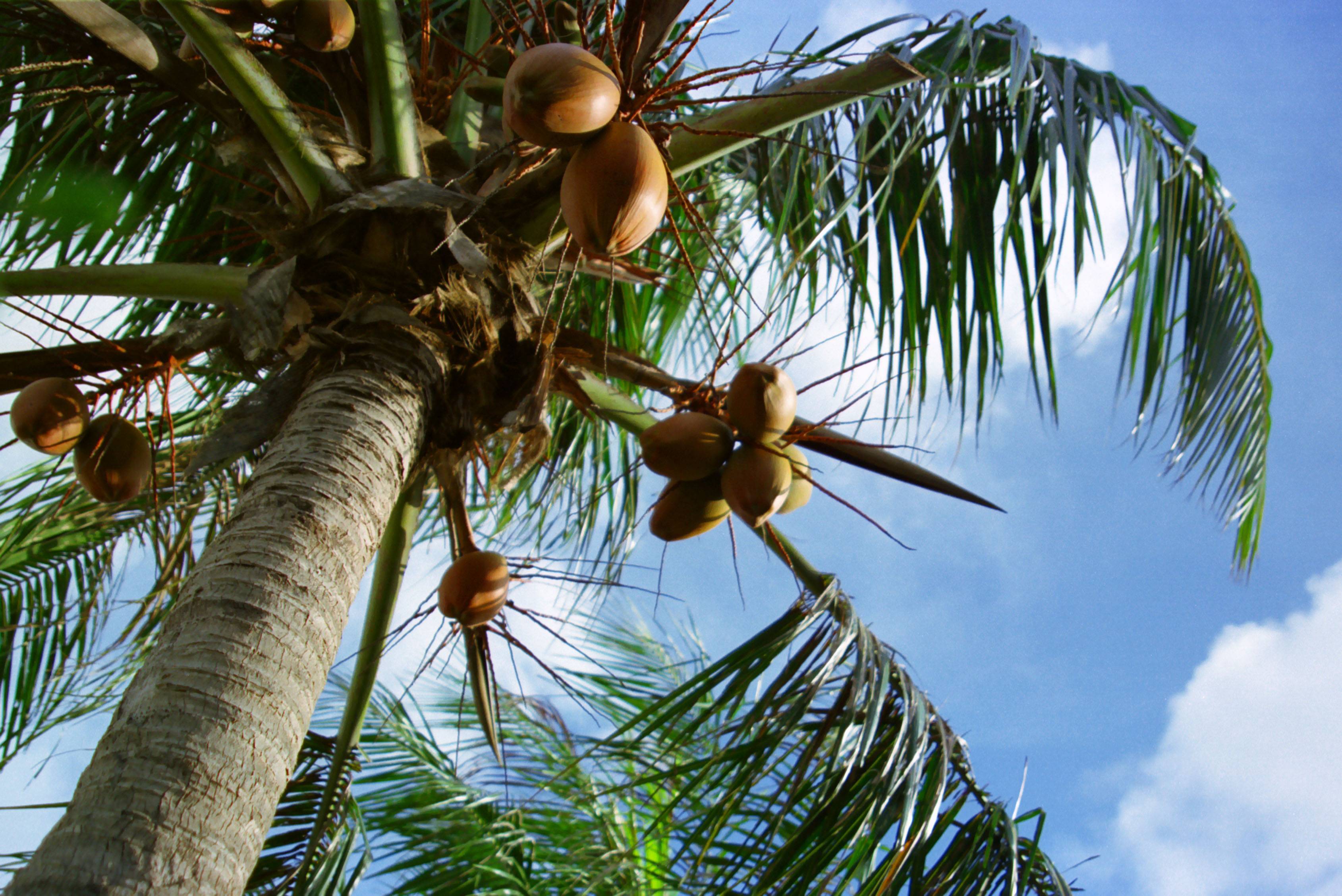 Как самостоятельно вырастить кокос или кокосовую пальму дома из кокосового ореха на подоконнике. методики и технологии проращивания кокосового ореха и культивации кокосовой пальмы в домашних условиях с подробным описанием и наглядными фото