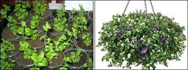 Бакопа – выращивание из семян, посадка и уход в домашних условиях | огородник