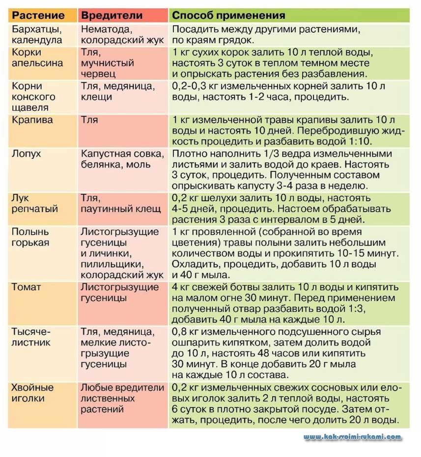 Антуриум: как лечить болезни листьев, фото, причины - sadovnikam.ru