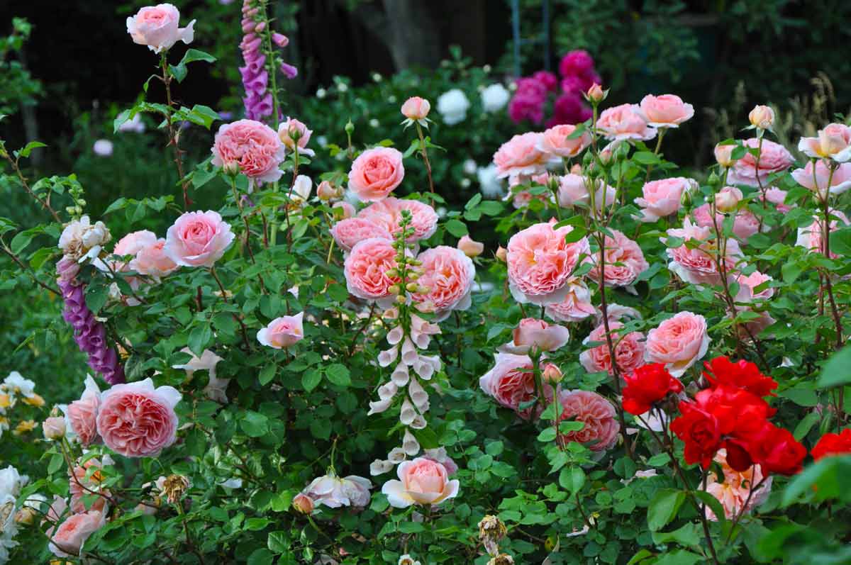 Описание английской сортовой розы вильям моррис: выращивание плетистого цветк