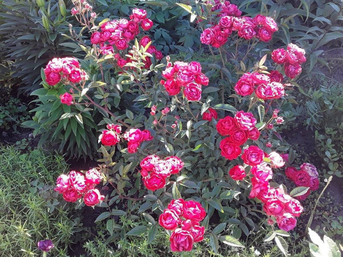 Полиантовые розы - дачная жизнь