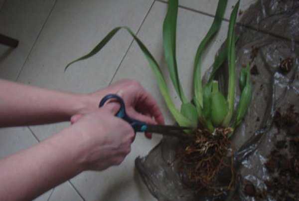 Орхидея мильтония - уход в домашних условиях, пересадка, болезни, фото