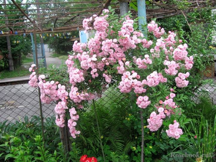 Мускусные розы моего сада, изучаю особенности ухода