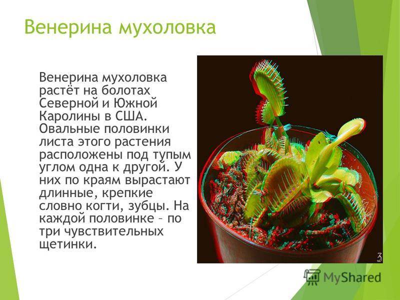 Венерина мухоловка (дионея): уход в домашних условиях, фото