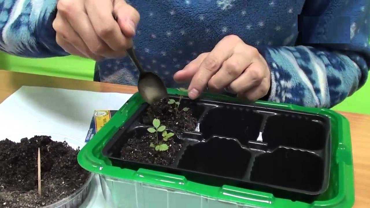 Выращивание роз из семян: подготовка семенного материала в домашних условиях, пересадка в грунт