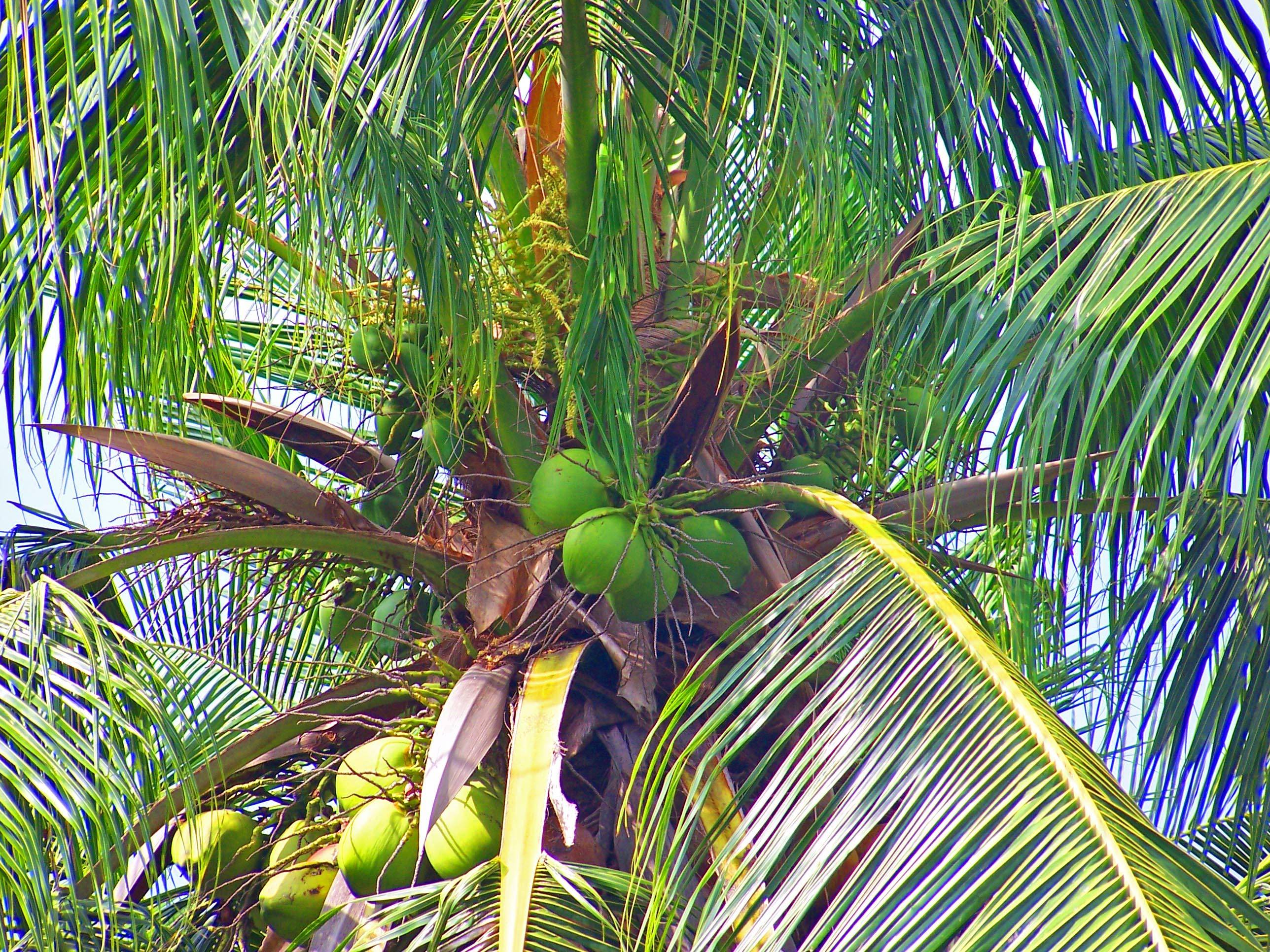 Как вырастить кокосовую пальму дома, особенности ухода за ней
