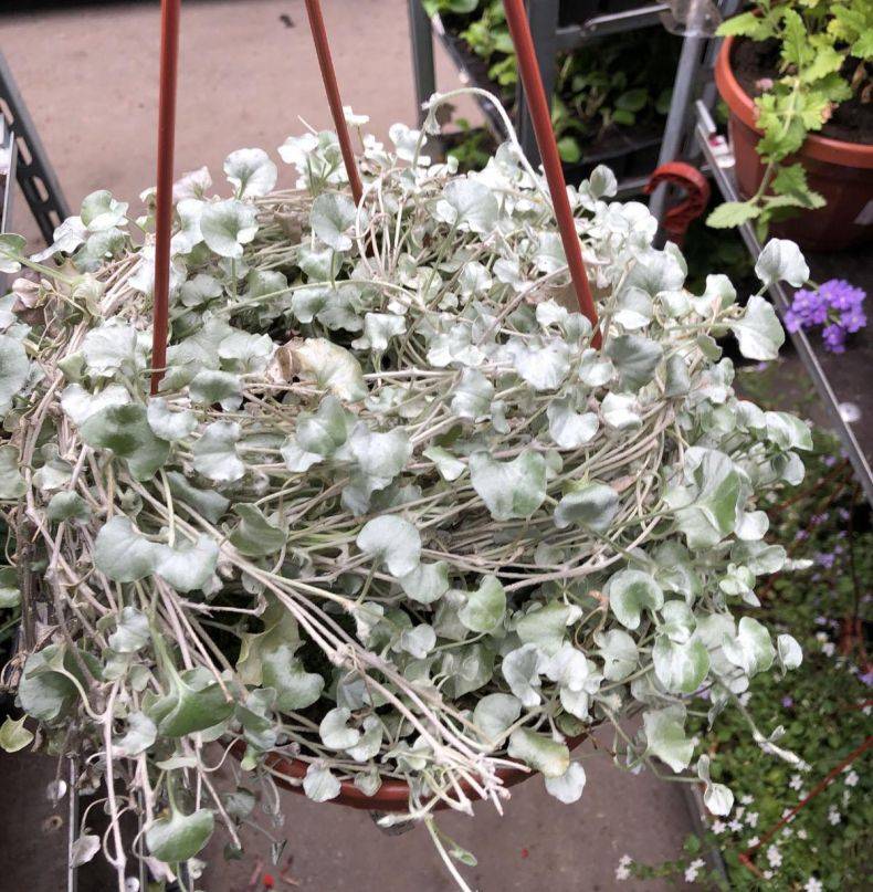Дихондра - серебряные нити для комнатного выращивания и для цветочных кашпо