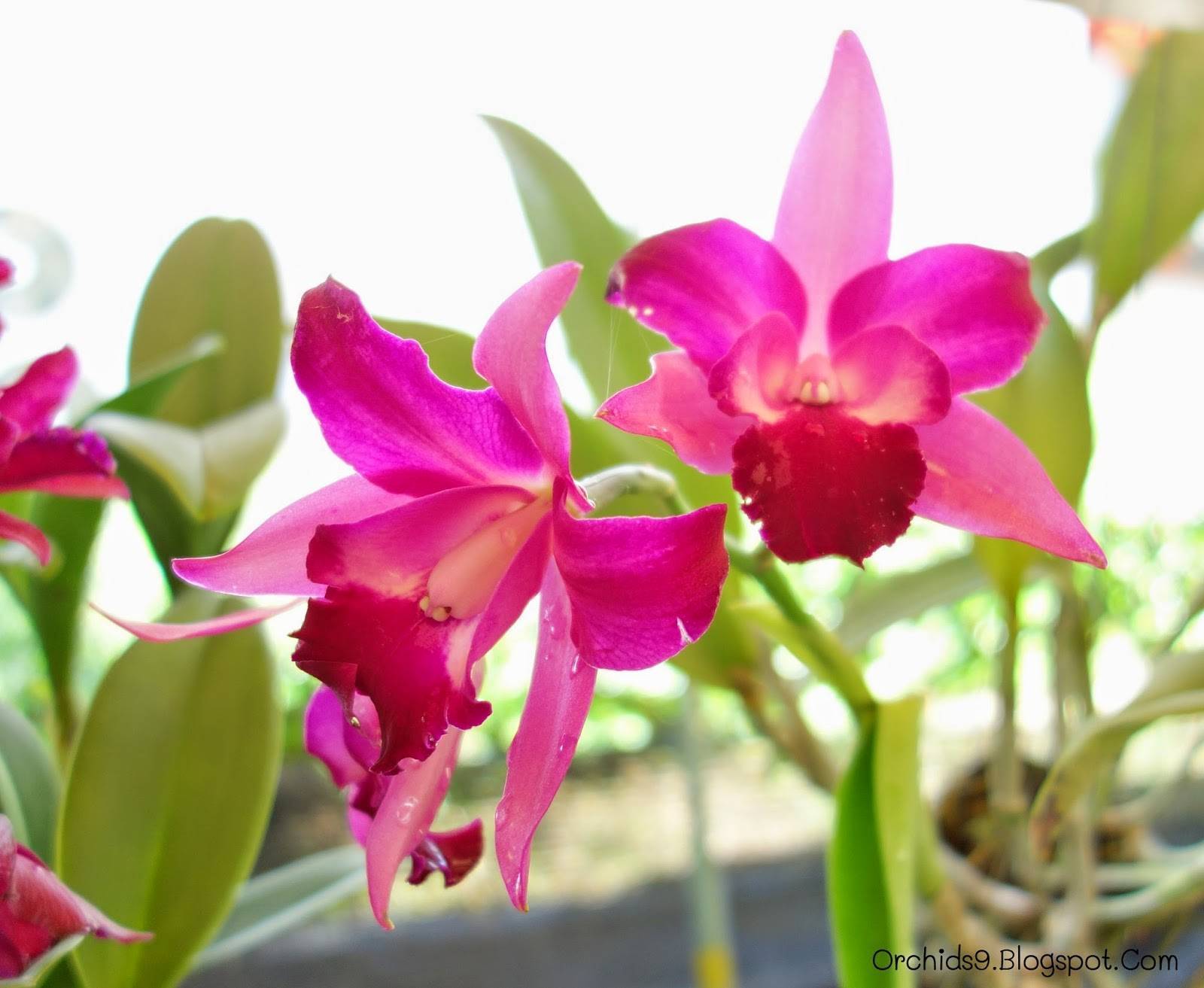 Сорта и виды Орхидей — описание и уход
