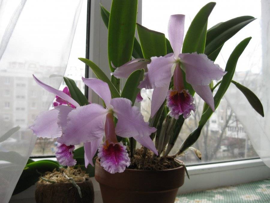 Великолепные орхидеи рода каттлея: описание, фото, популярные сорта, уход за цветком в домашних условиях