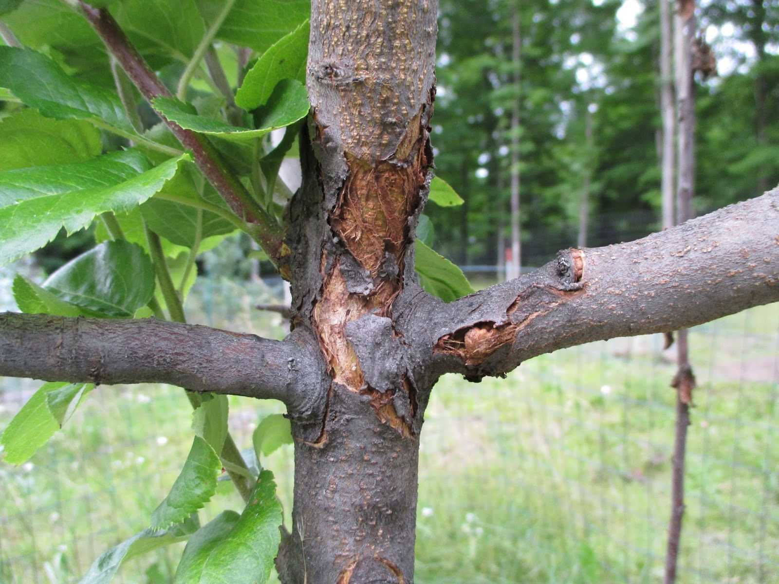 Болезни плодовых деревьев и их лечение: фото и описание