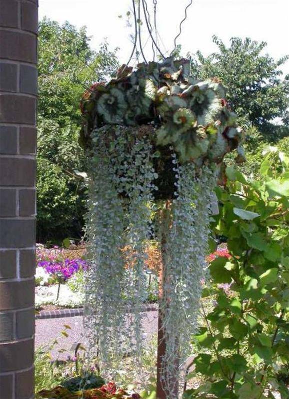 Дихондра ампельная серебристый водопад: выращивание из семян