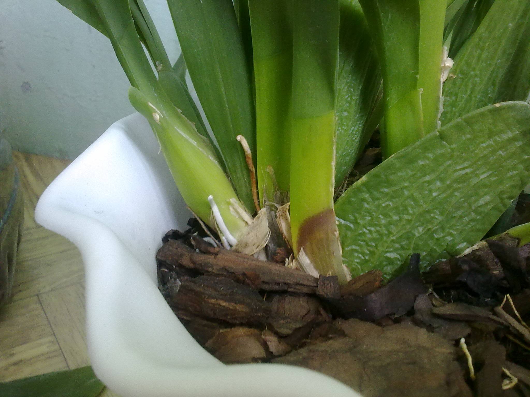 Уход за орхидеей камбрия в домашних условиях с фото - rostok.guru