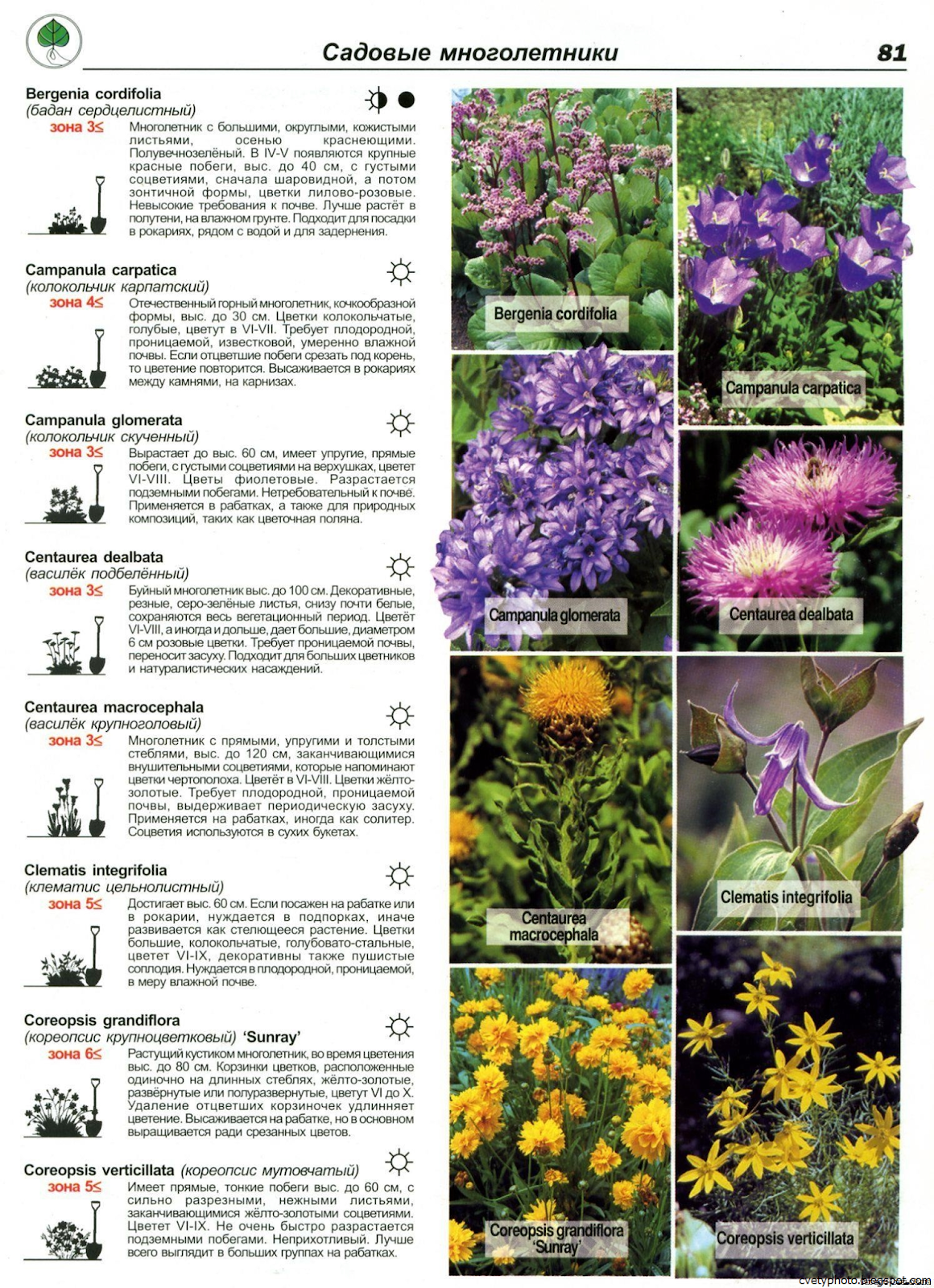 Садовые цветы название и фото, каталог с описанием