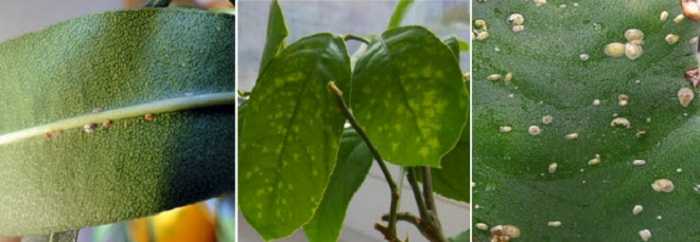 Липкий налет на листьях комнатных растений: причины и борьба
