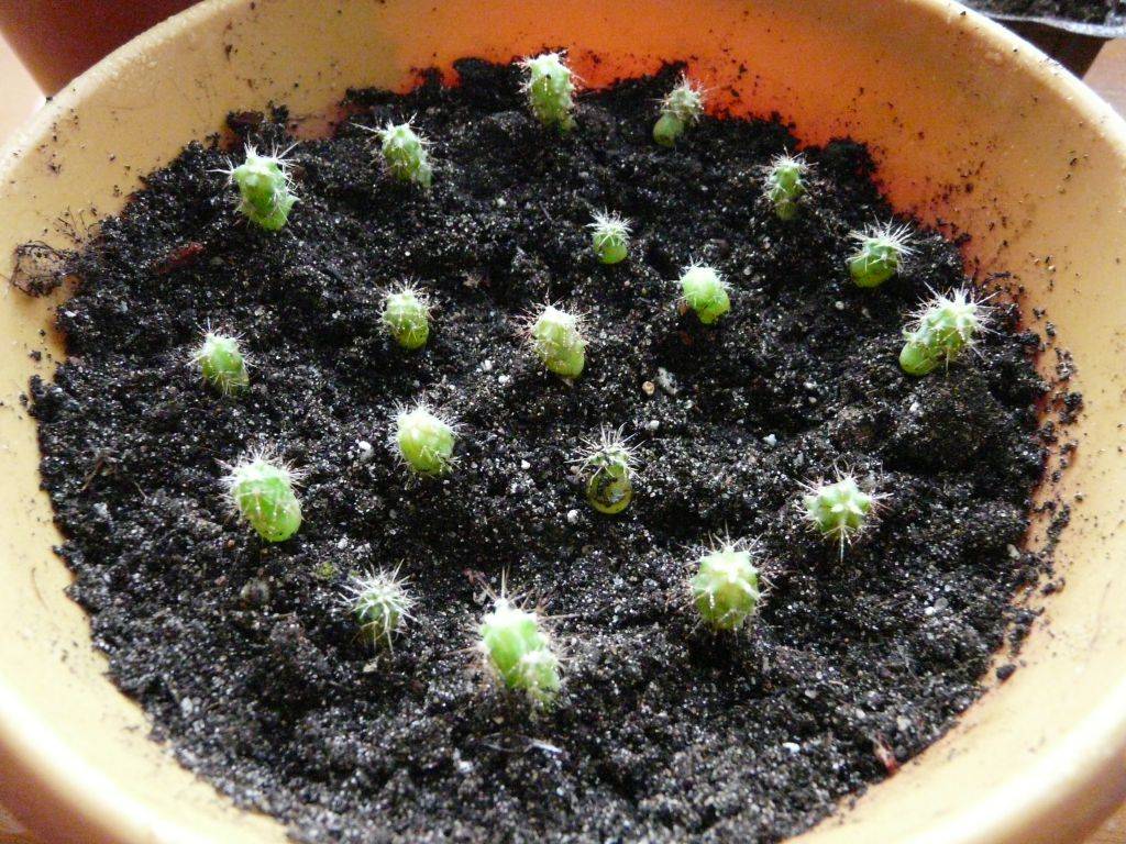 Как размножить кактус: как рассаживать растение в домашних условиях, как ухаживать?