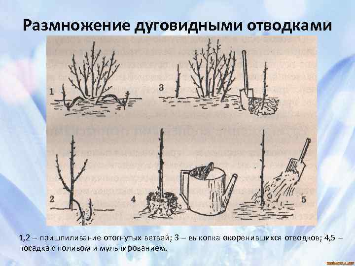 Базовые правила размножения роз черенками летом и зимой. фото — ботаничка