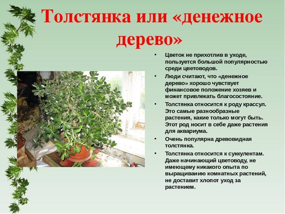 Денежное дерево (толстянка) - выращивание, уход, обрезка