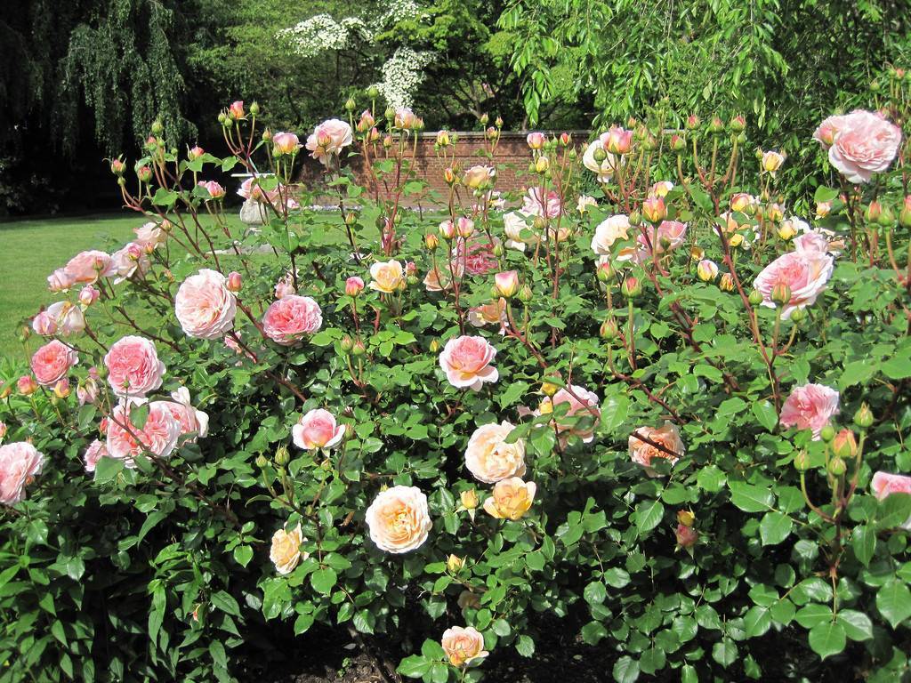 Роза абрахам дерби: фото и описание, отзывы, особенности выращивания
