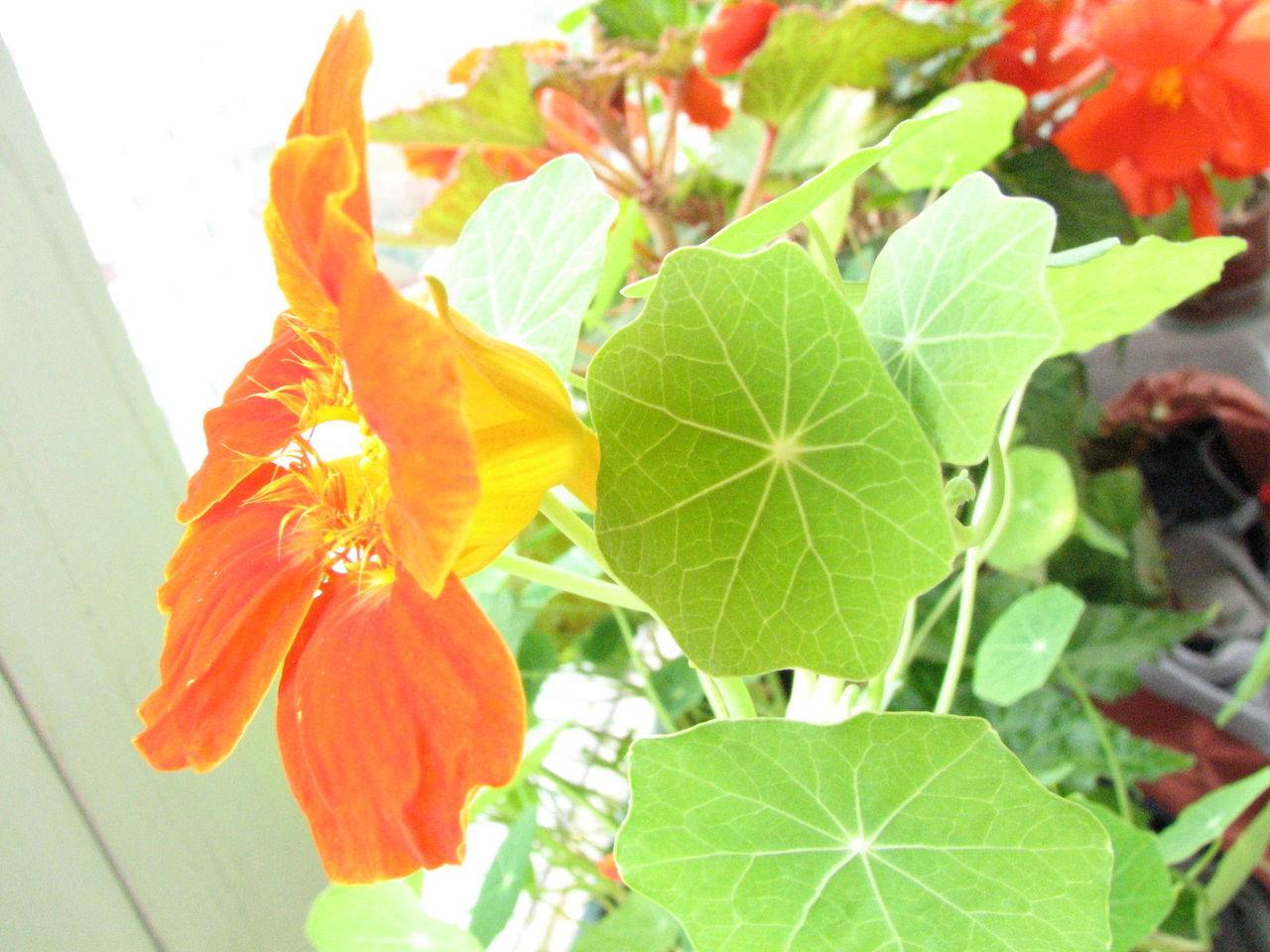 Настурция: выращивание из семян, посадка и уход на клумбе, балконе, в открытом грунте + фото и видео