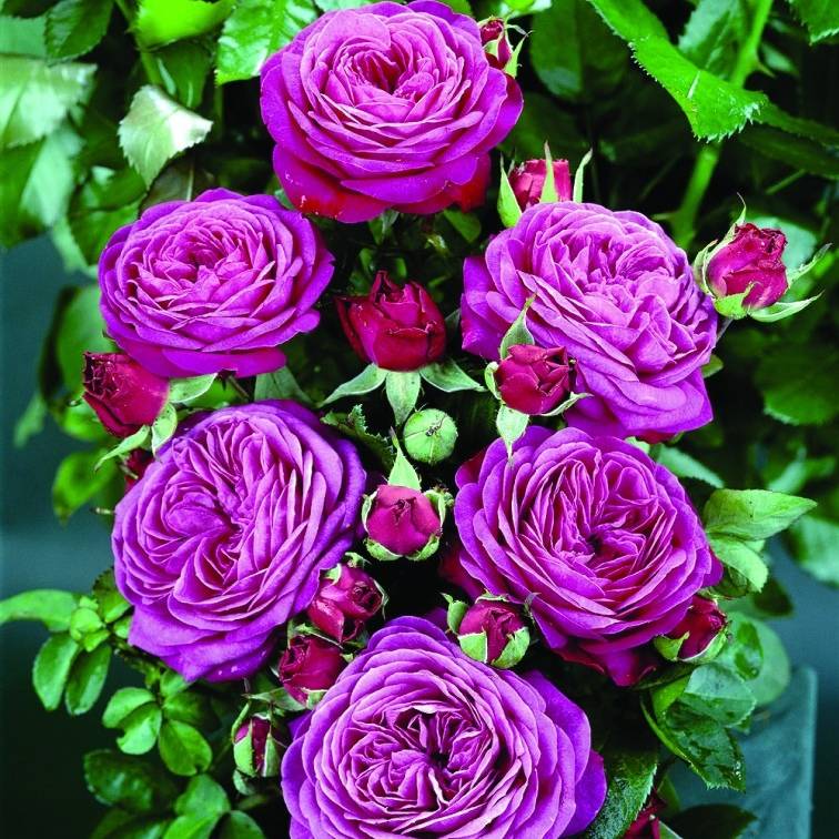 Какие розы самые неприхотливые и зимостойкие, с фото и названием сортов