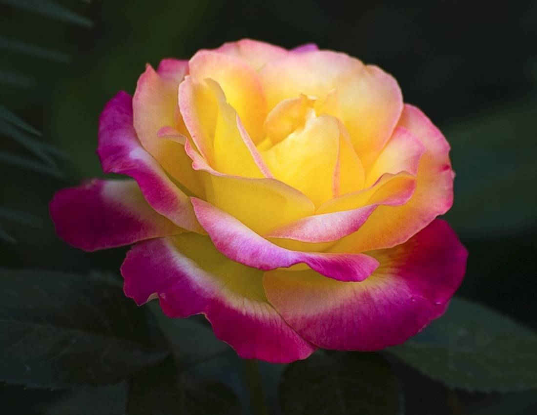 Описание самых красивых и необычных в мире роз: названия и характеристики