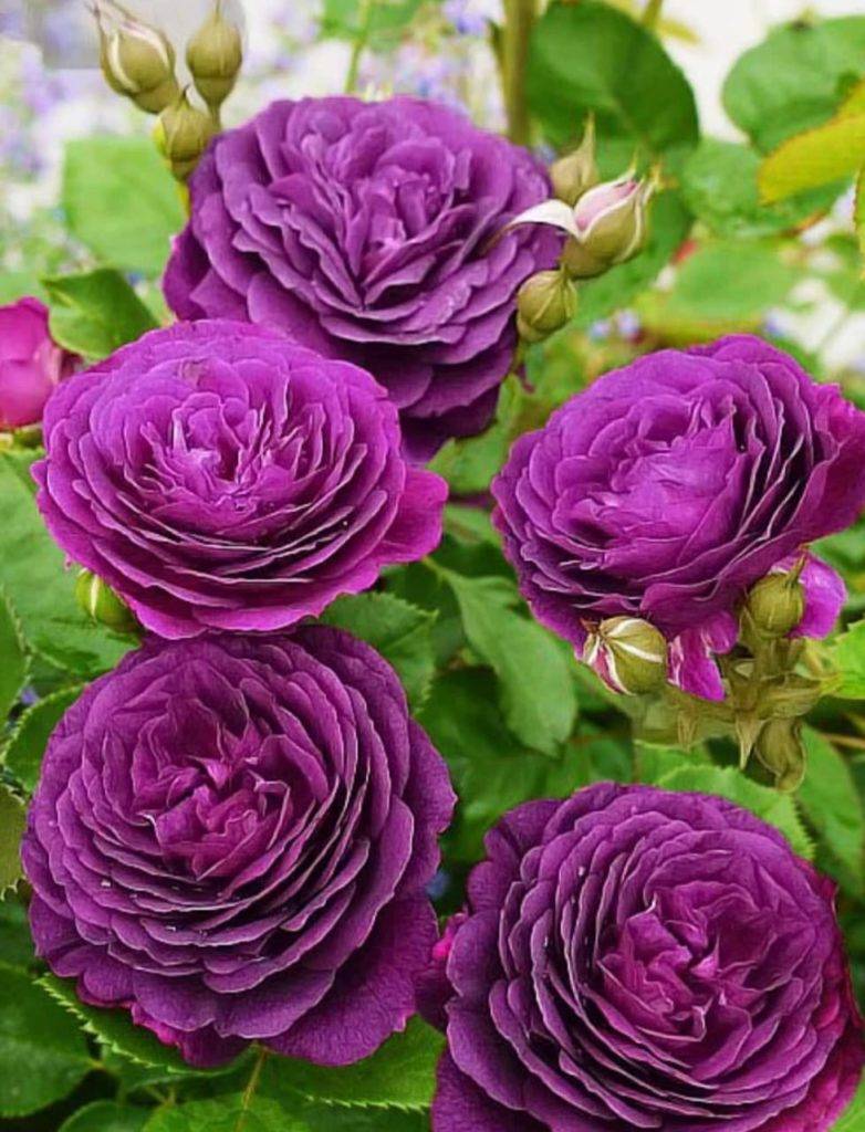 Роза эбб тайд (ebb tide или purple eden)