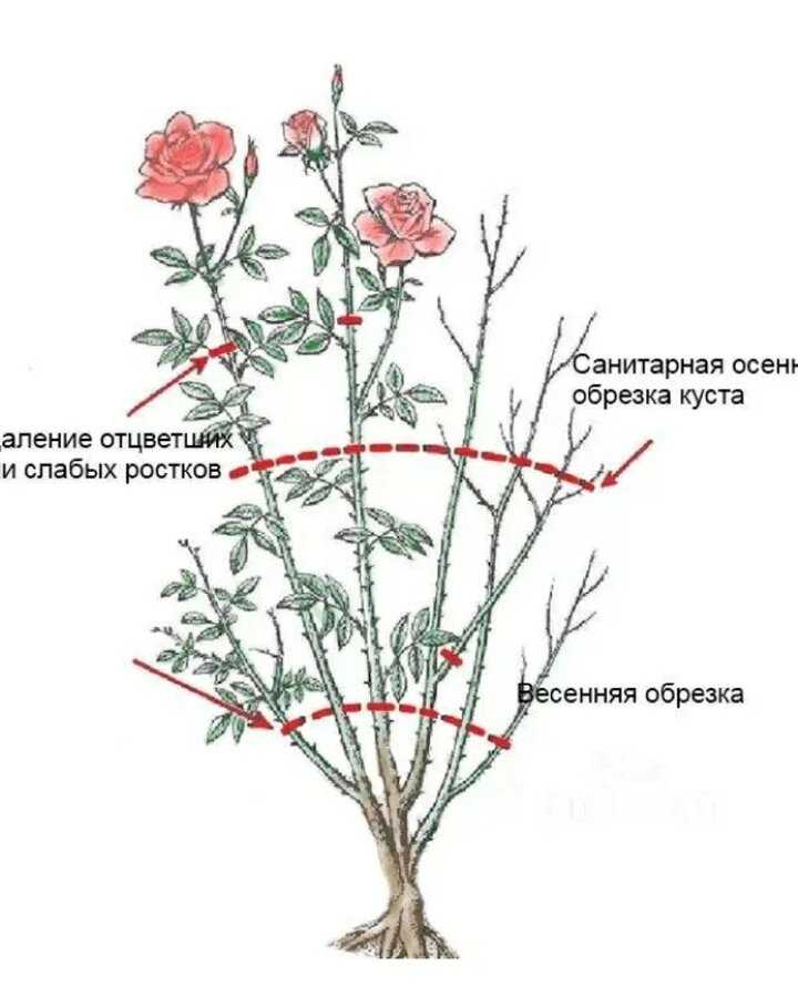 Как обрезать розы весной, чтобы получить больше цветов и самые здоровые растения