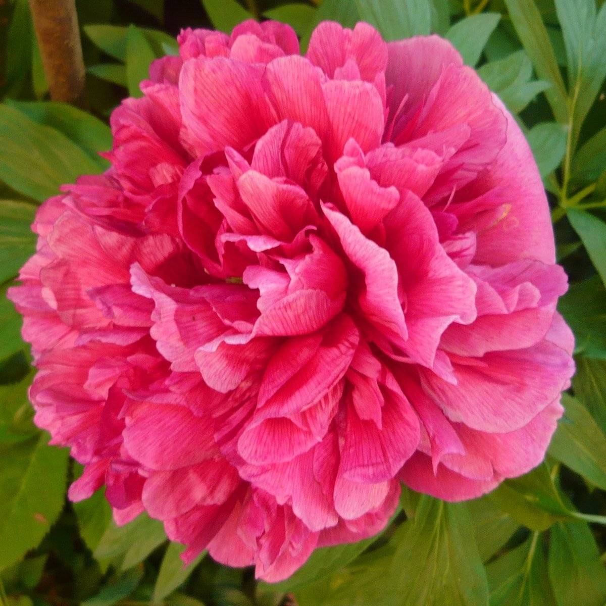 Пион «розеа плена»: подробное описание сорта, его характеристики, фото