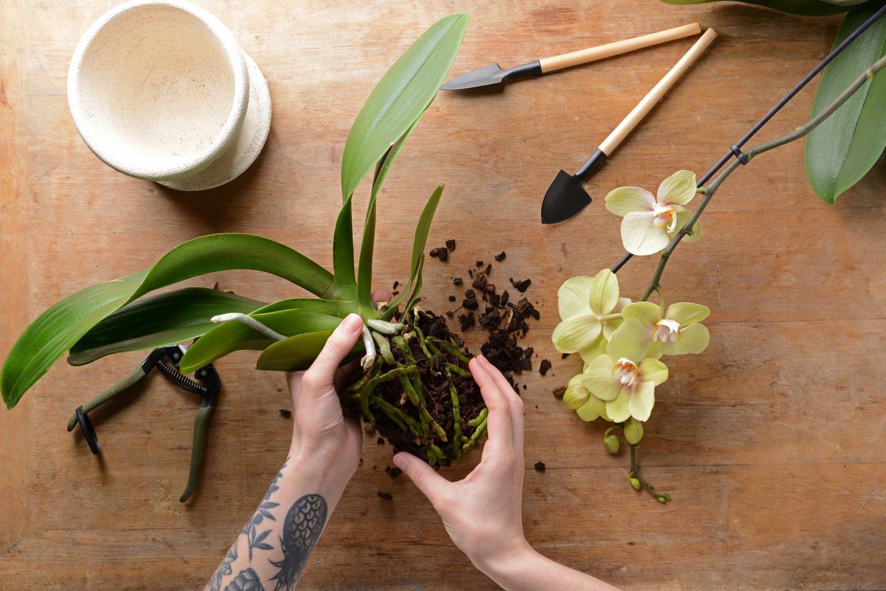 Уход за орхидеей фаленопсис мини в домашних условиях: правила содержания карликовых марок цветов после магазина и их фото, а также основные ошибки при выращивании