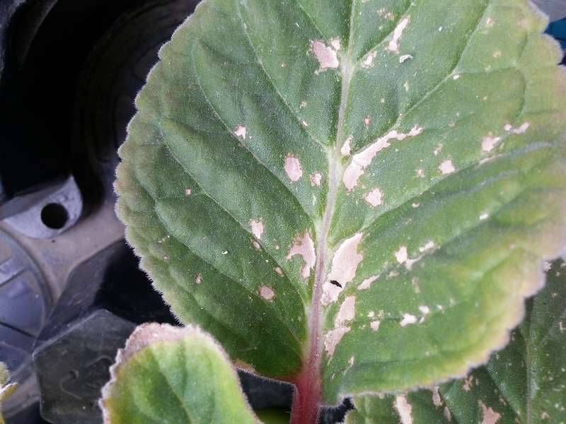 Болезни глоксиний: пятна на листьях, ржавчина, вредители, лечение