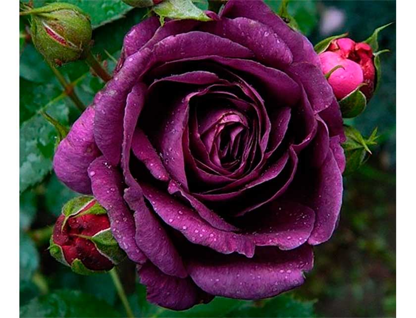 Роза нина вейбул: фото и подробное описание сорта, рекомендации по выращиванию, а также как бороться с болезнями и вредителями цветка?