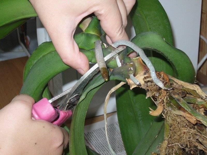 Как пересаживать деток орхидеи в домашних условиях: правила пересадки отростка с фото, как посадить росток без корня, как отделить детку и рассадить цветок?