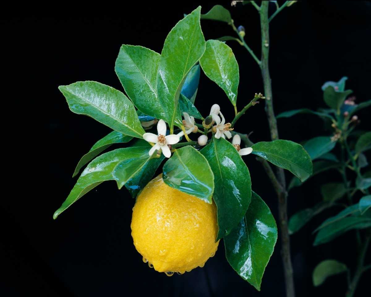 Лимон домашний: как ухаживать за цитрусом без ошибок?
