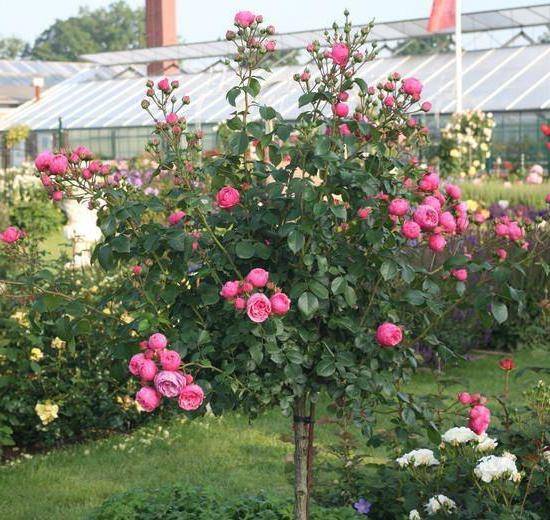 Описание сорта розы помпонелла класса флорибунда немецкой селекции, как ухаживать