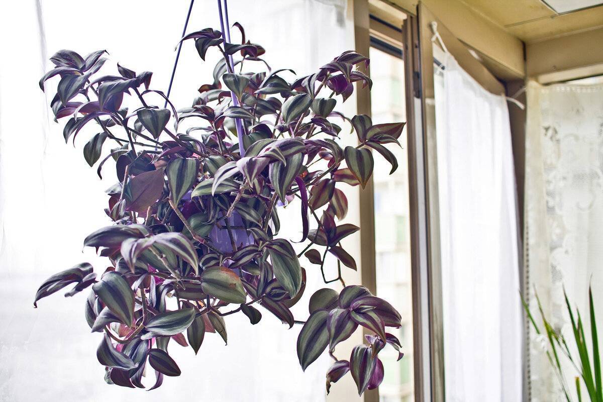 Традесканция: уход в домашних условиях за растением с декоративной листвой