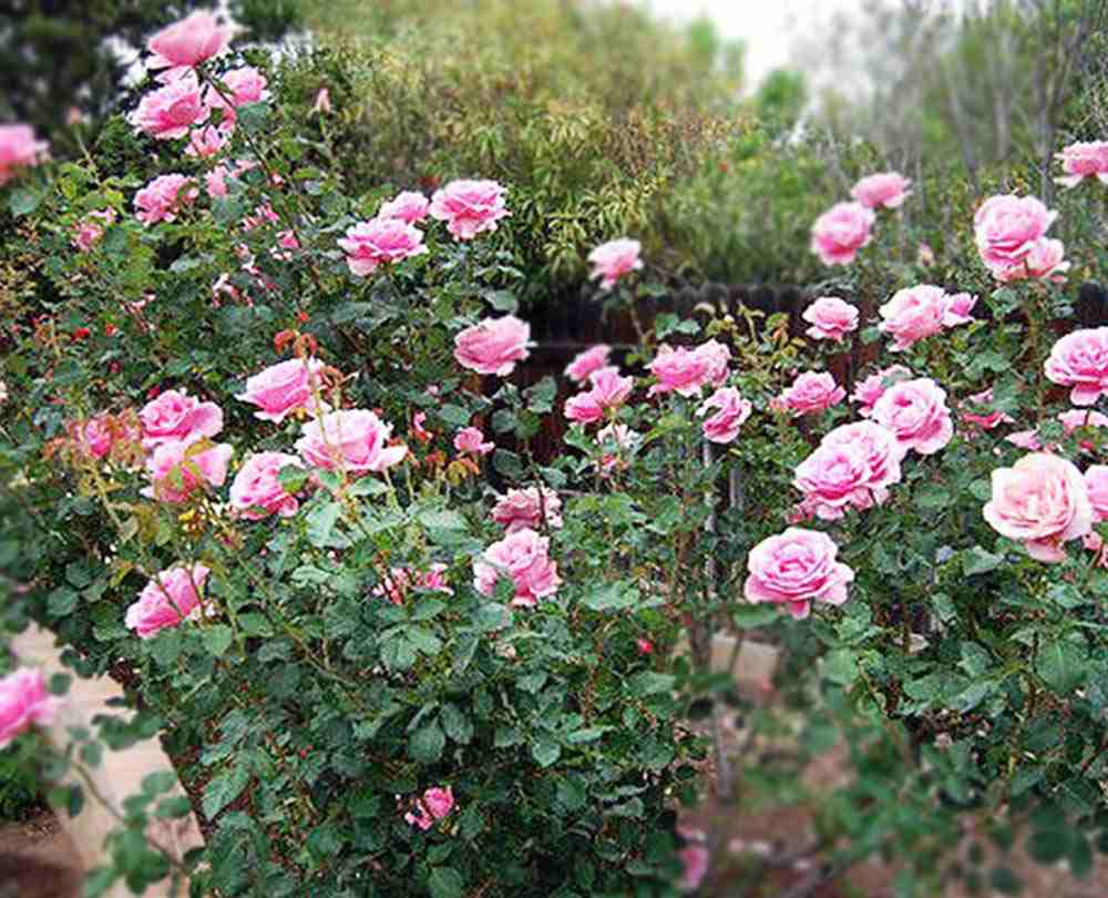 Описание чайно-гибридной розы сорта фредерик мистраль: как посадить и ухаживать