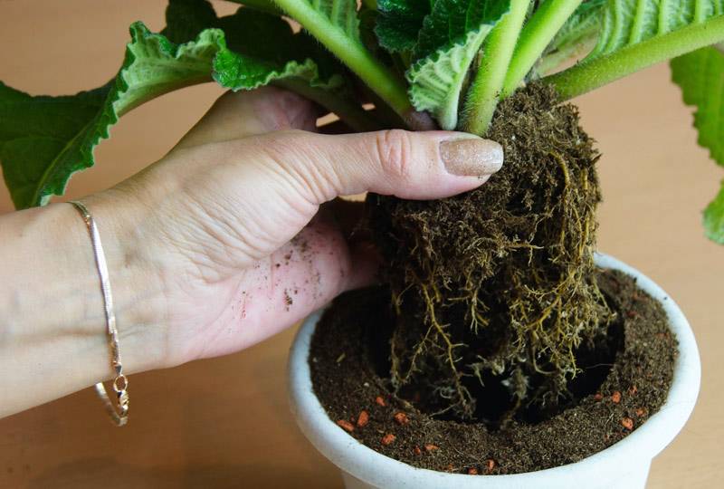 Стрептокарпус: уход и выращивание в домашних условиях