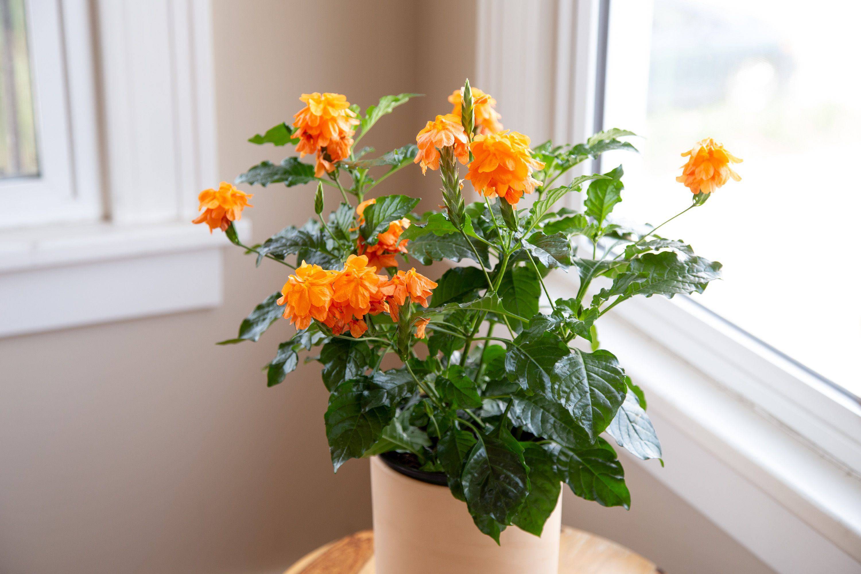 Цветок кроссандра - уход и размножение в домашних условиях с фото