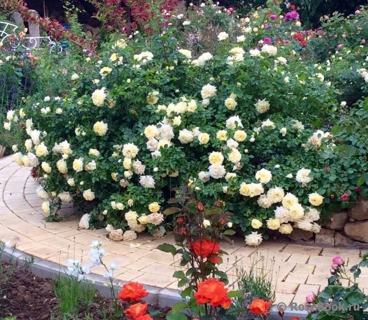 Описание почвопокровной розы-шраб сорта надя мейяндекор: агротехника